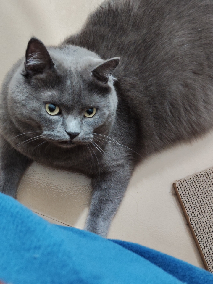 猫猫日记