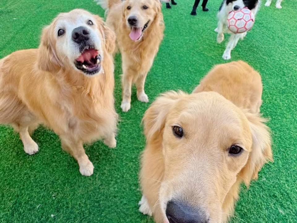 金毛聚会