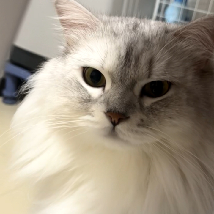 猫猫日记