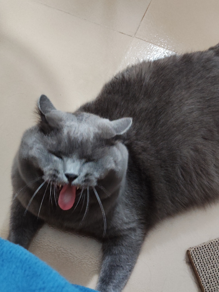 猫猫日记