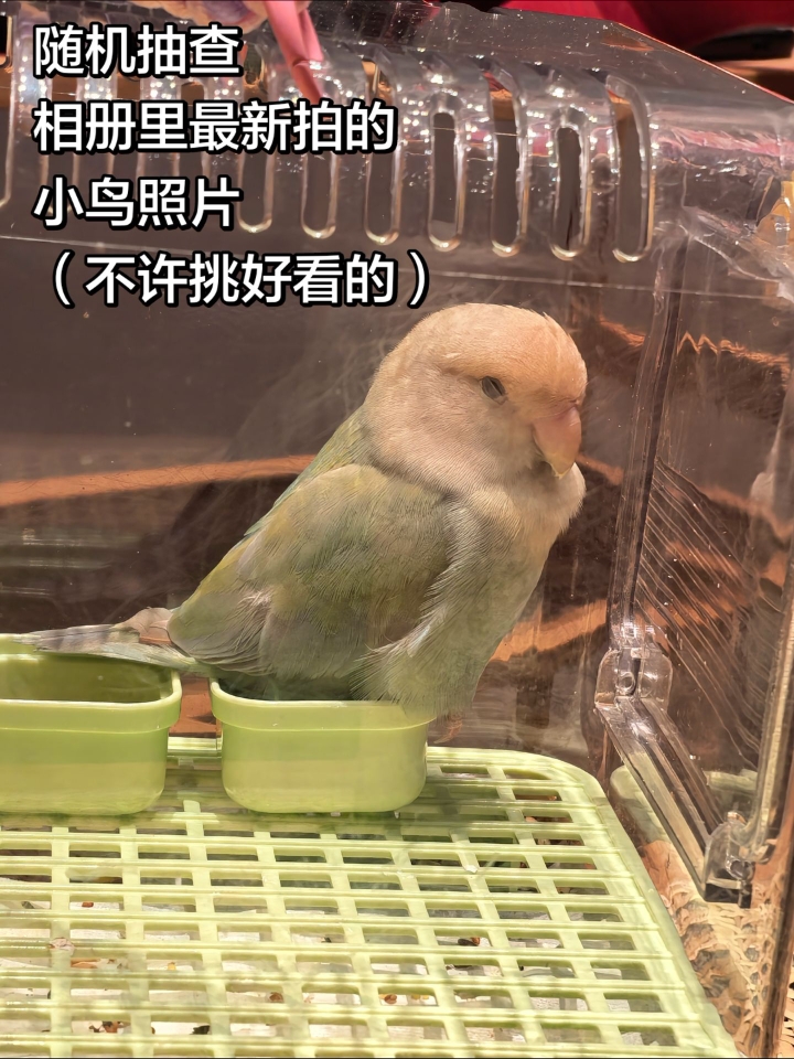 我家小鸡就没有丑的照片！