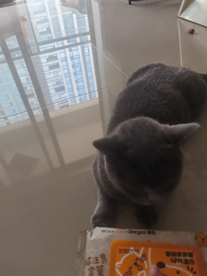 260501 妹猪