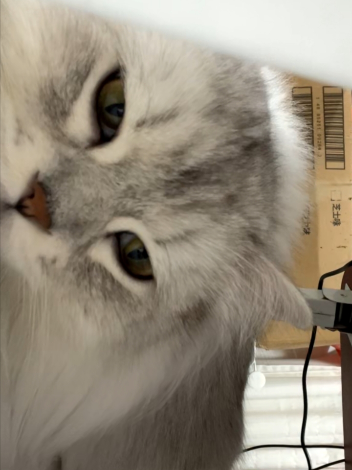 猫猫日记