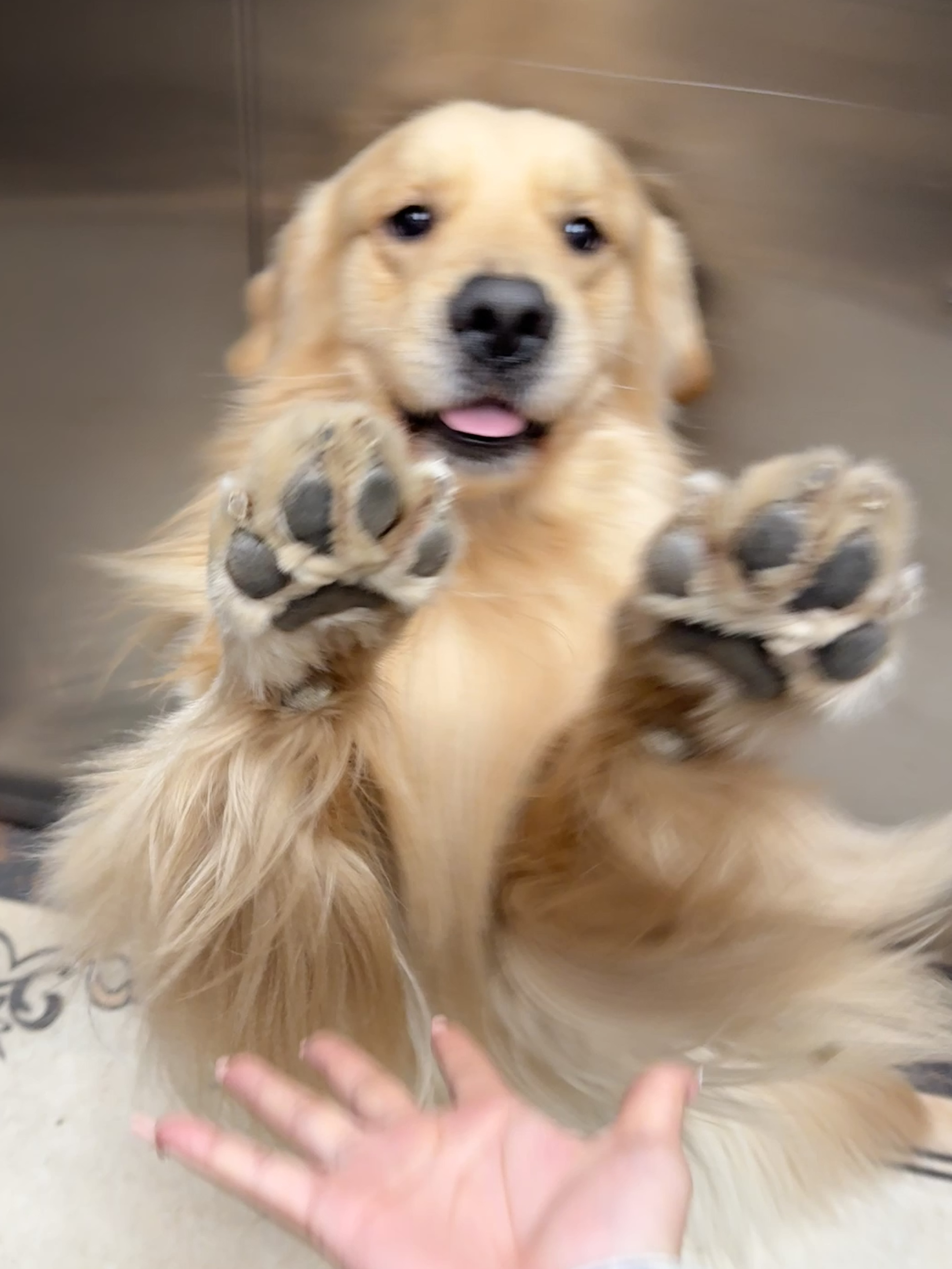 有了小狗🐕爱开始具象化了～