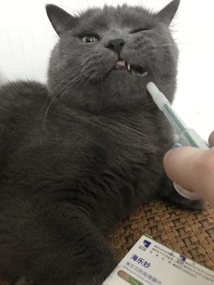 猫猫日记