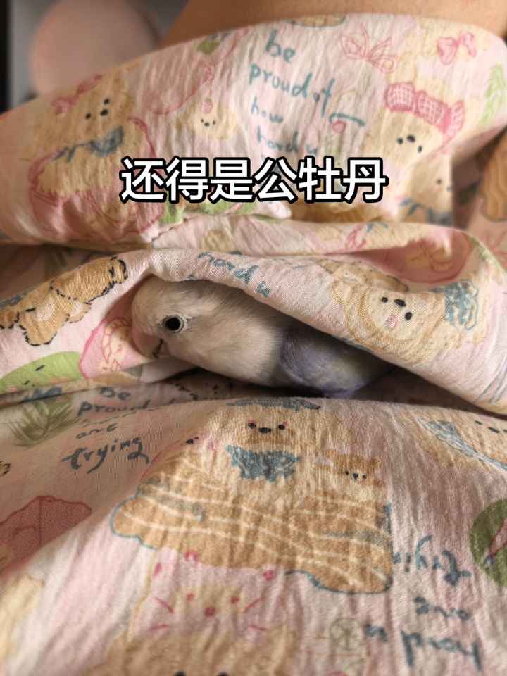 公牡丹是真的超乖！！！
