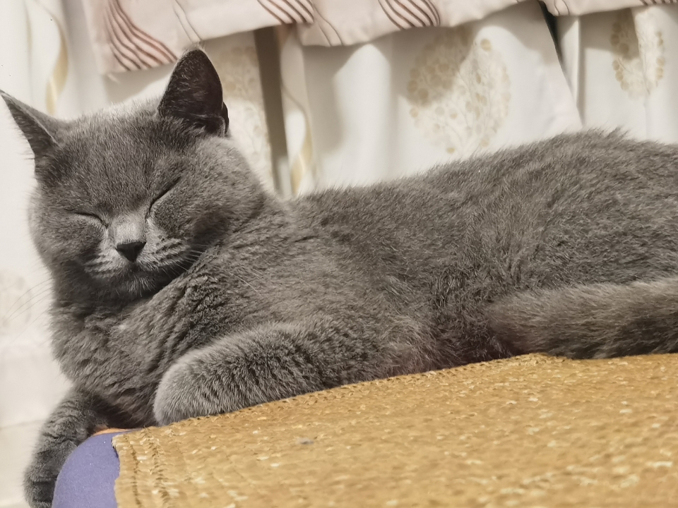 260616妹猪