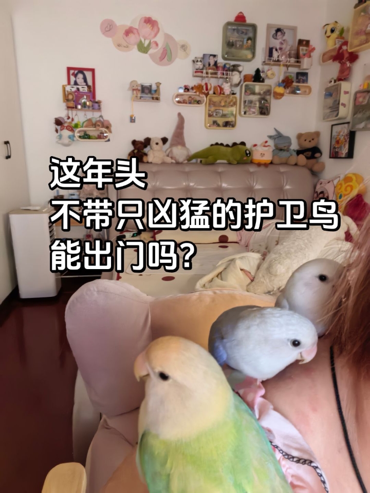 今天带哪只出门？