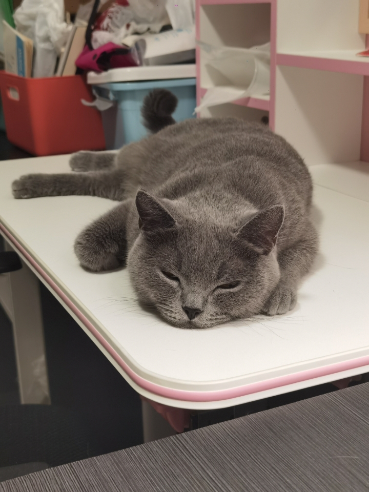 260612 妹猪睡觉