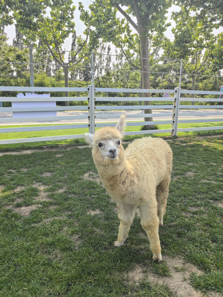 近距离接触羊驼🦙