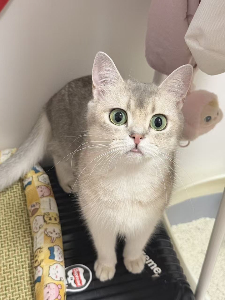 猫猫日记