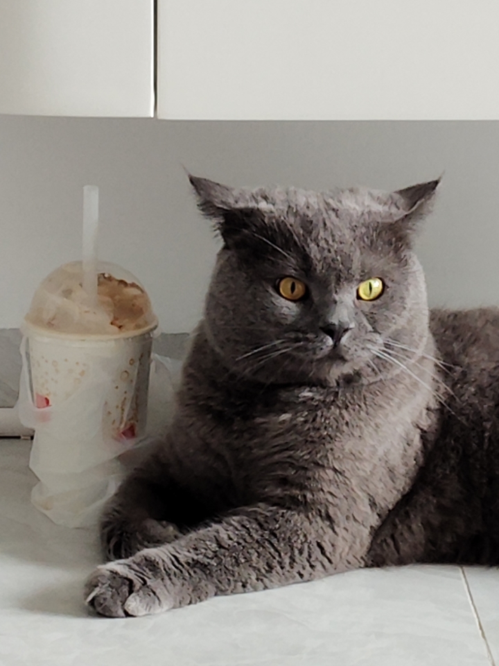 猫猫日记