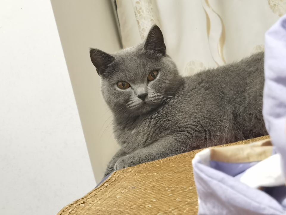 260616妹猪