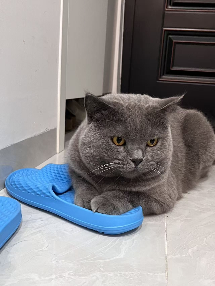 猫猫日记