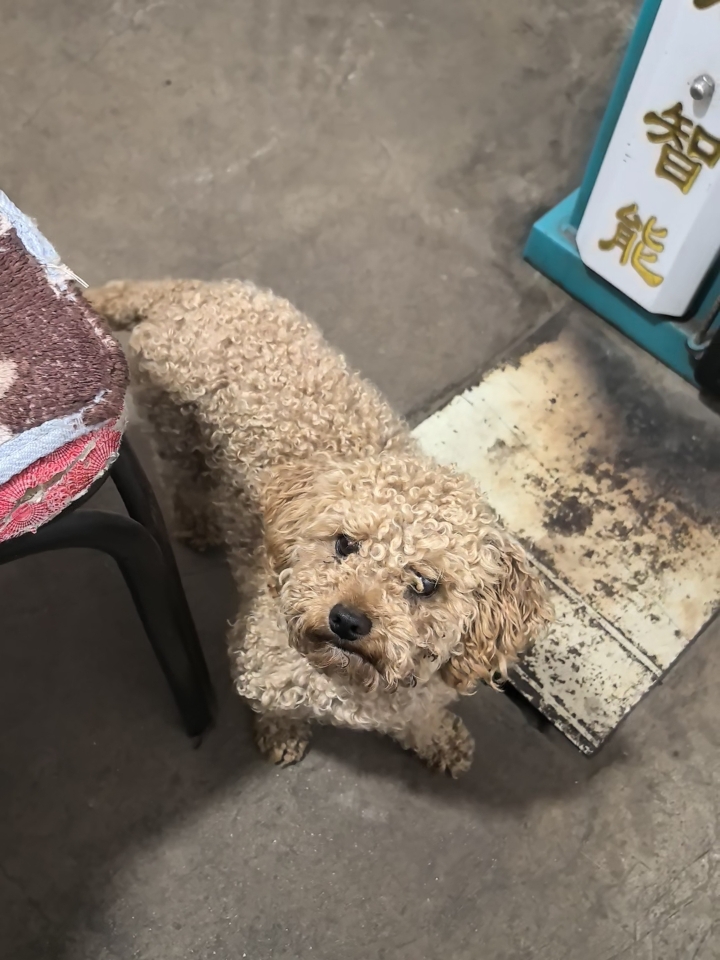 贪吃狗