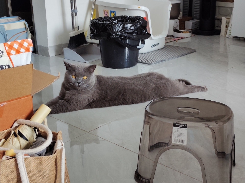 猫猫日记