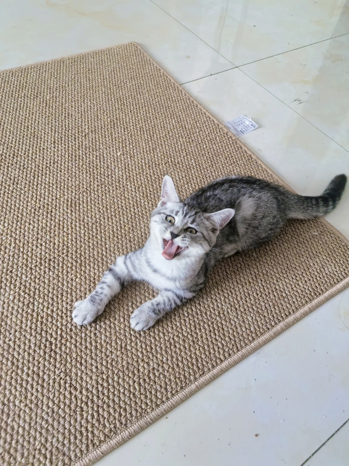 猛兽下山⛰️