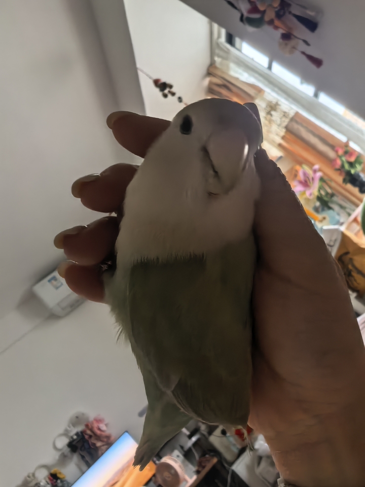 这果然是真正的手养鸟！！！