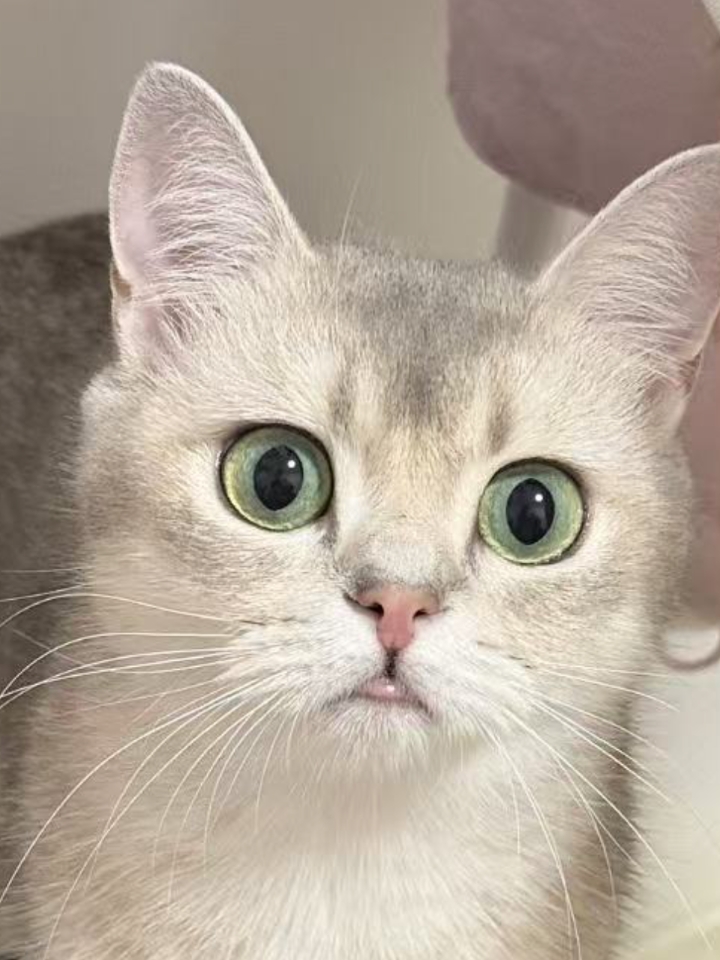 猫猫日记