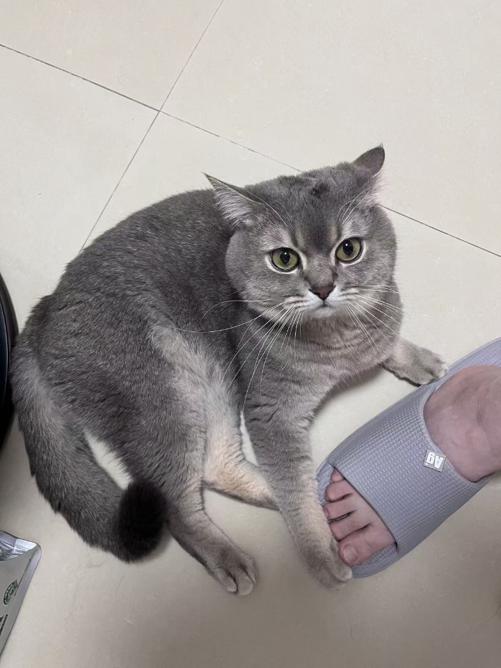 猫猫日记