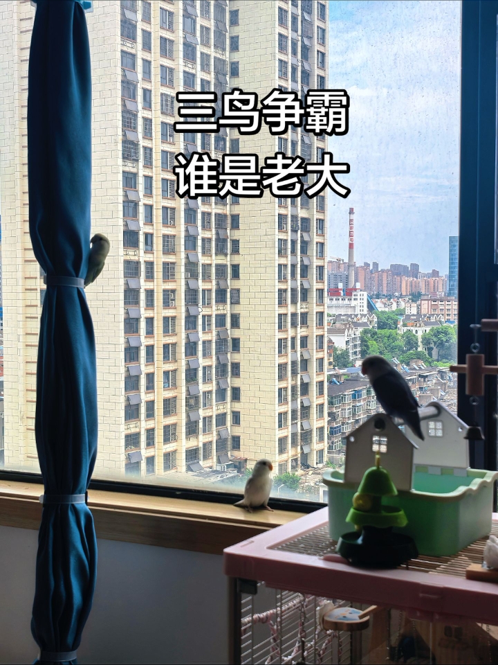 三鸟争霸 咱可不敢吭声～