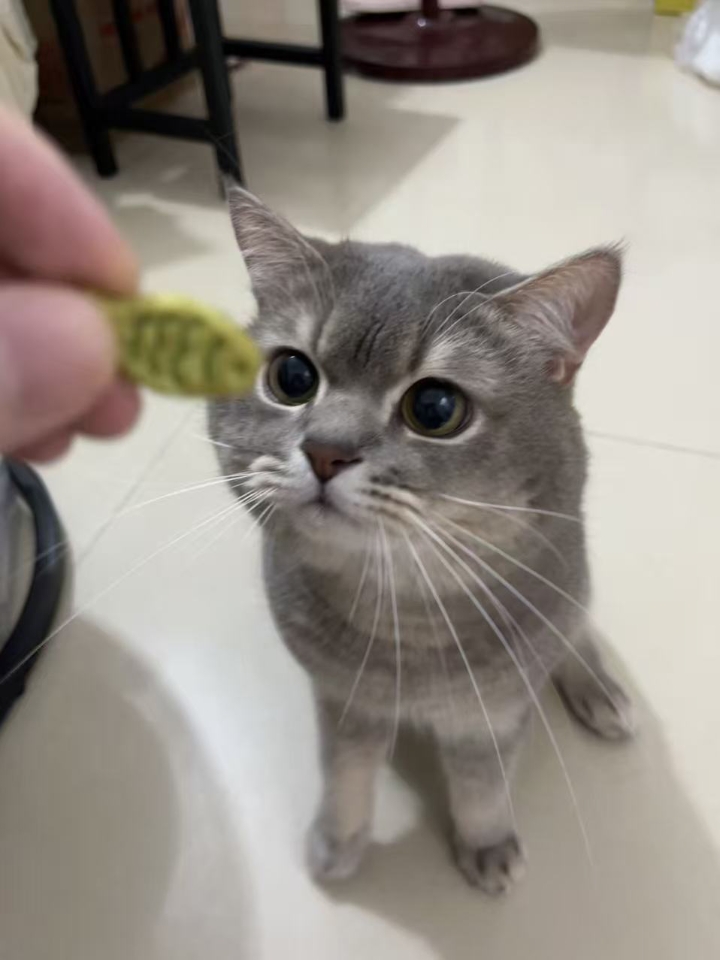 猫猫日记