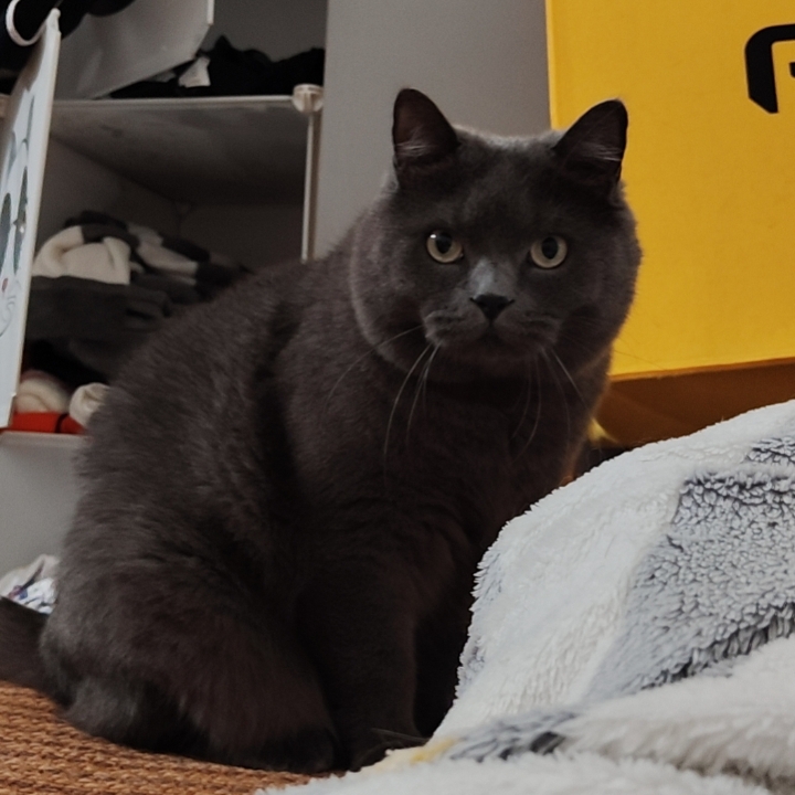 猫猫日记