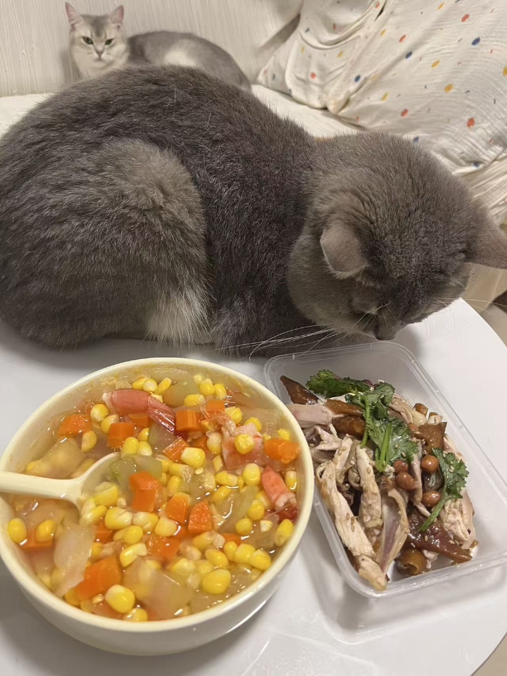 猫猫日记