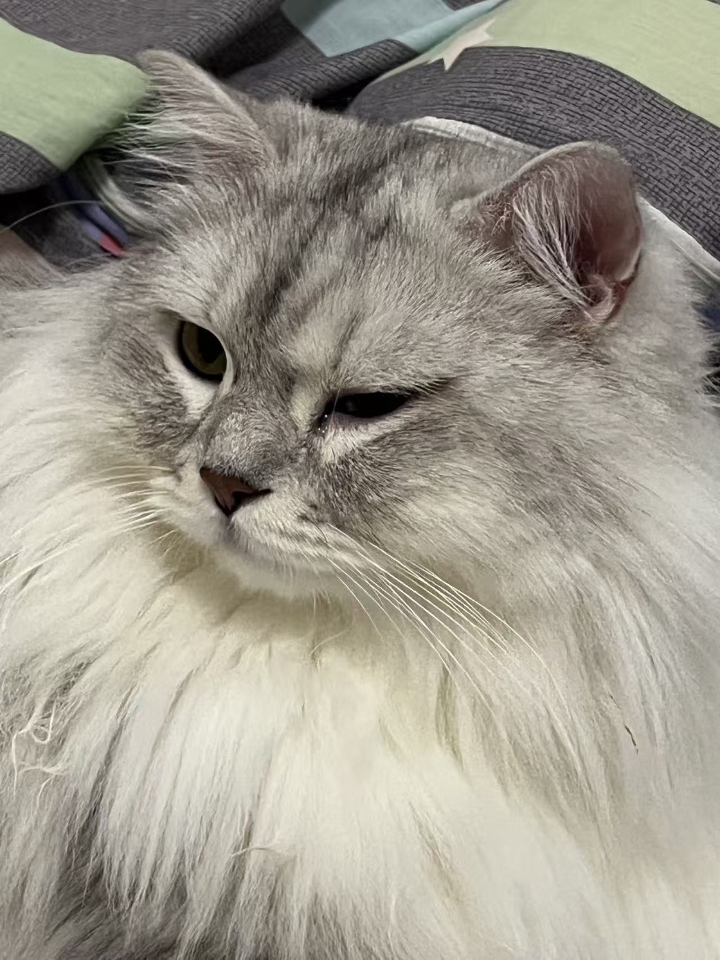 猫猫日记