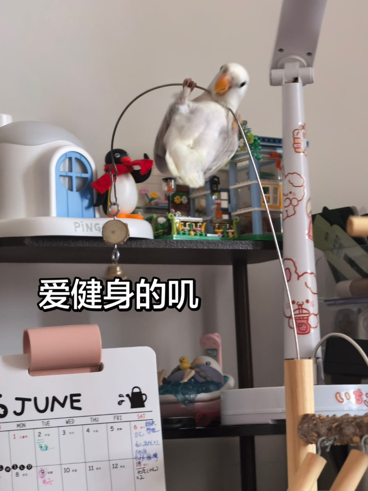 啊～是家中王来了～