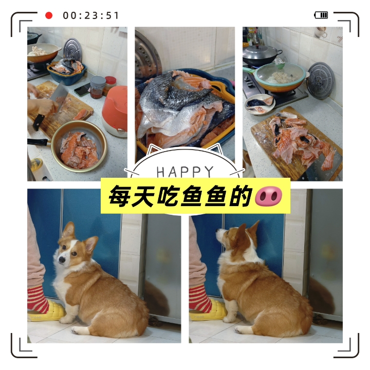吃鱼鱼