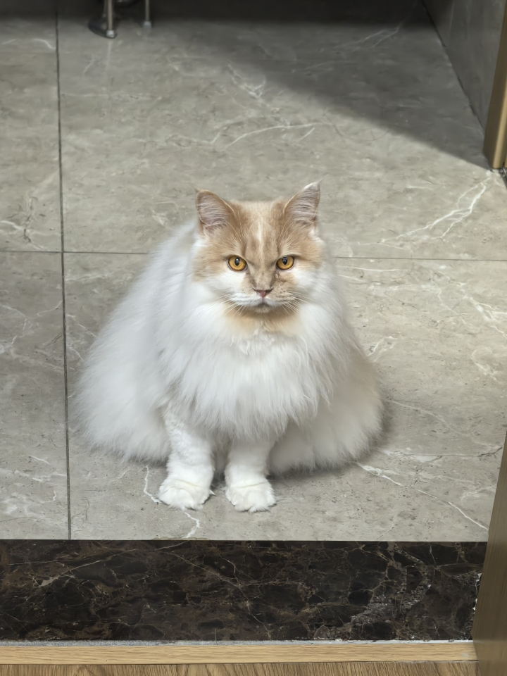 皮皮日记 | 三角猫🐱