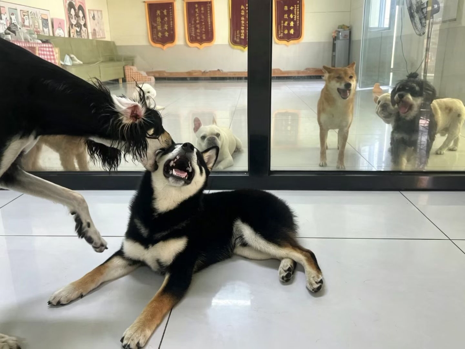 还有看热闹的呢