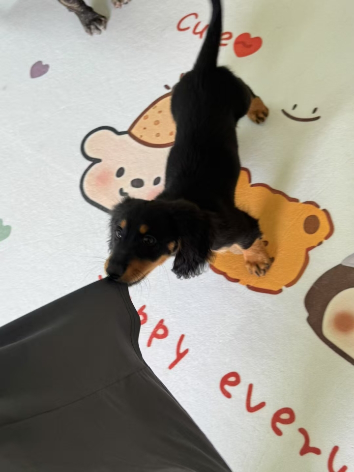 一只内向的狗狗