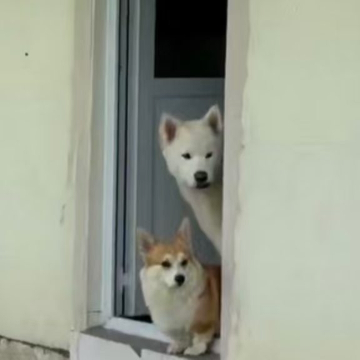 你瞅啥