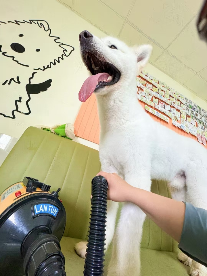 大长狗