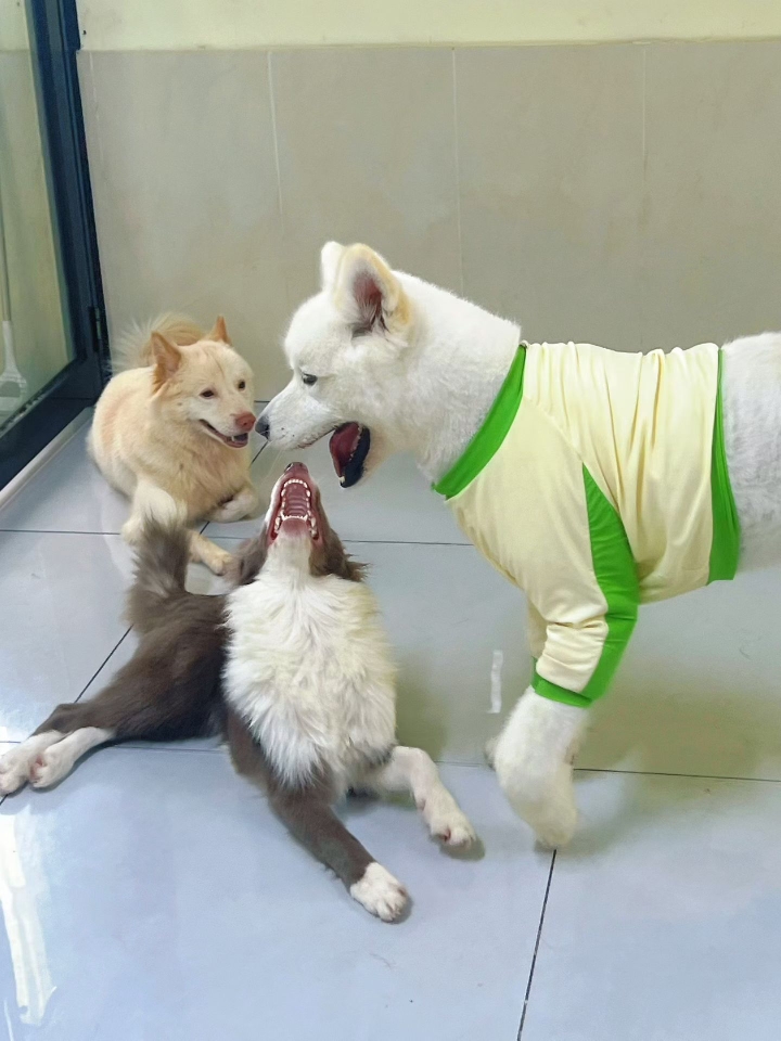 哇哇哇的