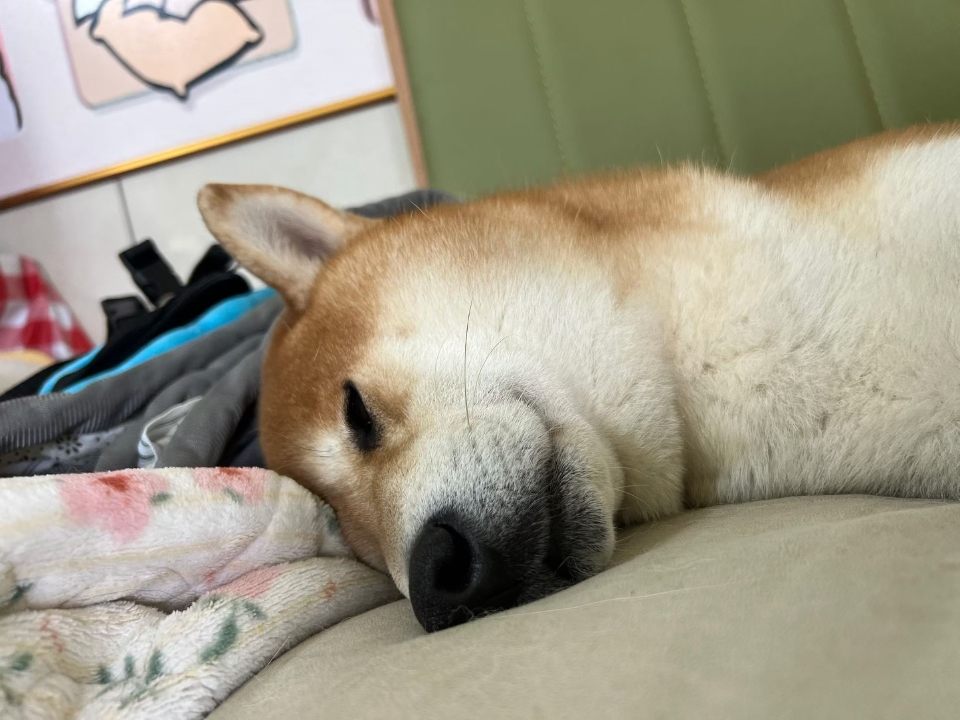怎么会睡的这么香