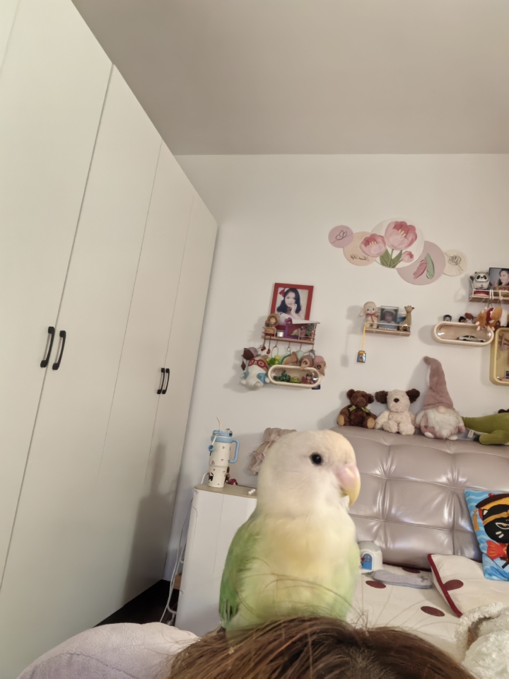 头上长了个玩偶小叽🐥