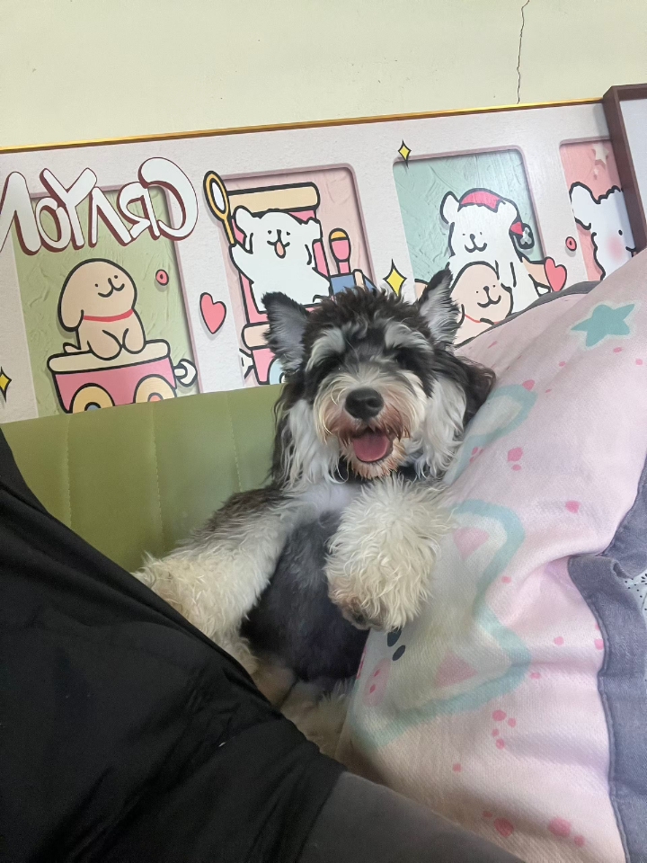 怎么这么可爱呢
