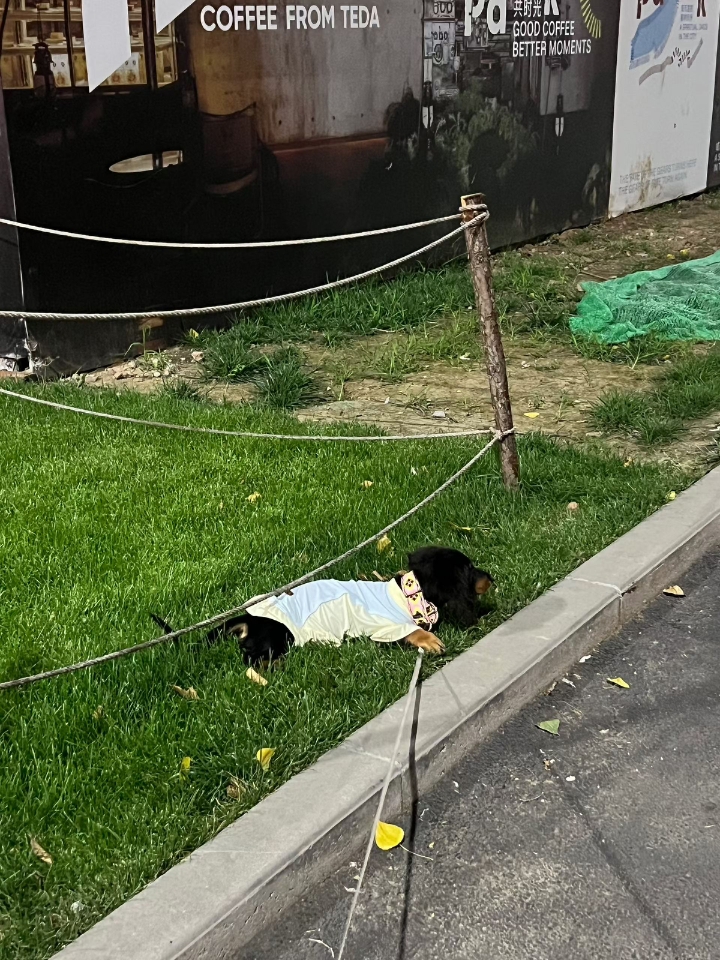 重新养一遍奶球的感觉