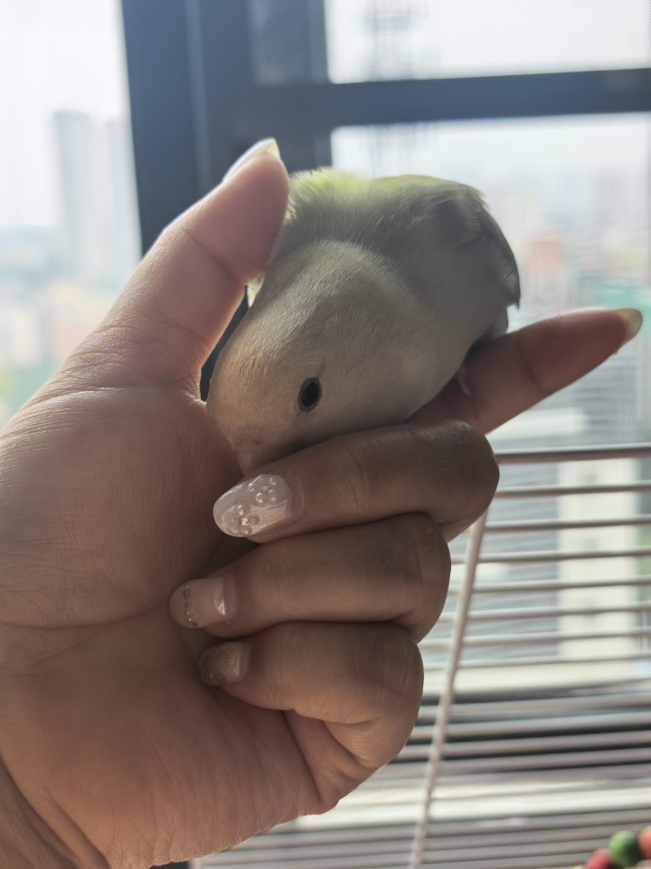 粘人鸡宝宝～