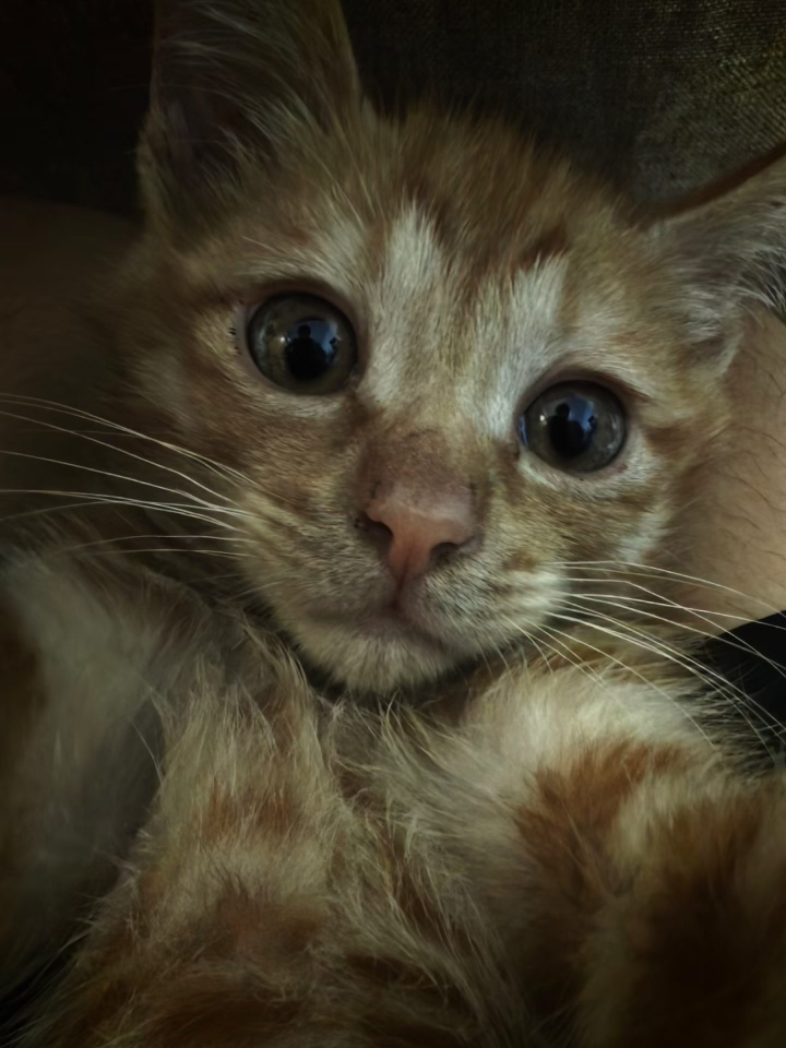 幼崽猫咪🐱