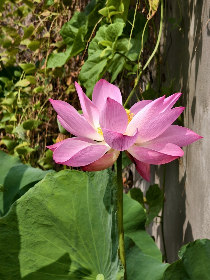💚夏日炎炎