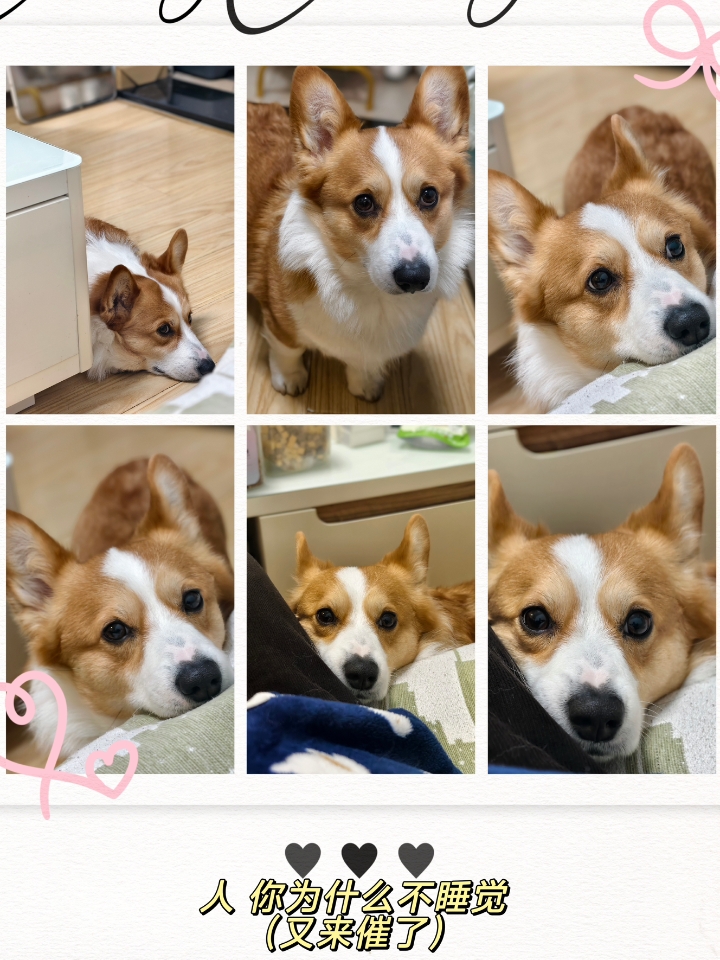 催睡觉的小狗