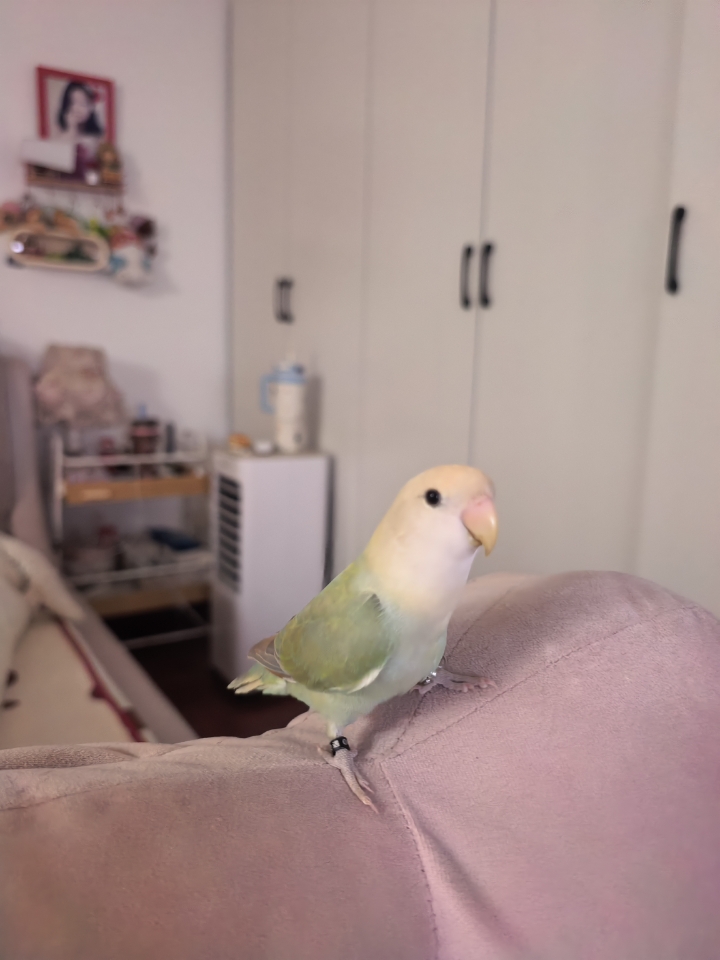 坏了……这是只螃蟹叽🐥
