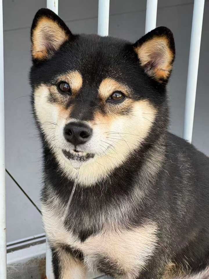美女驾到