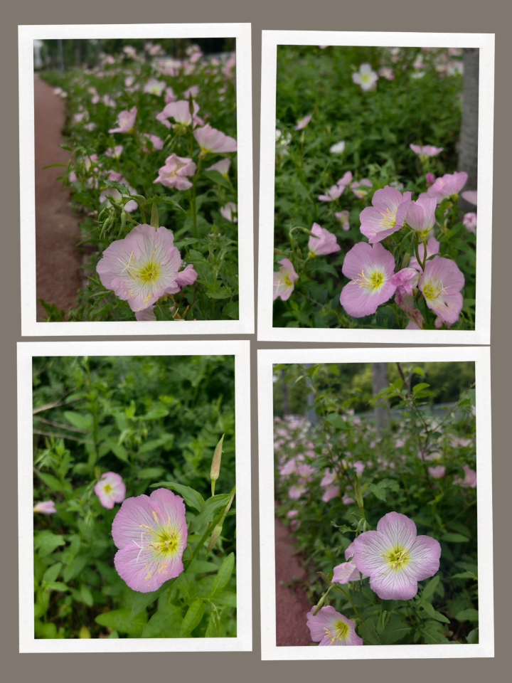 月见草