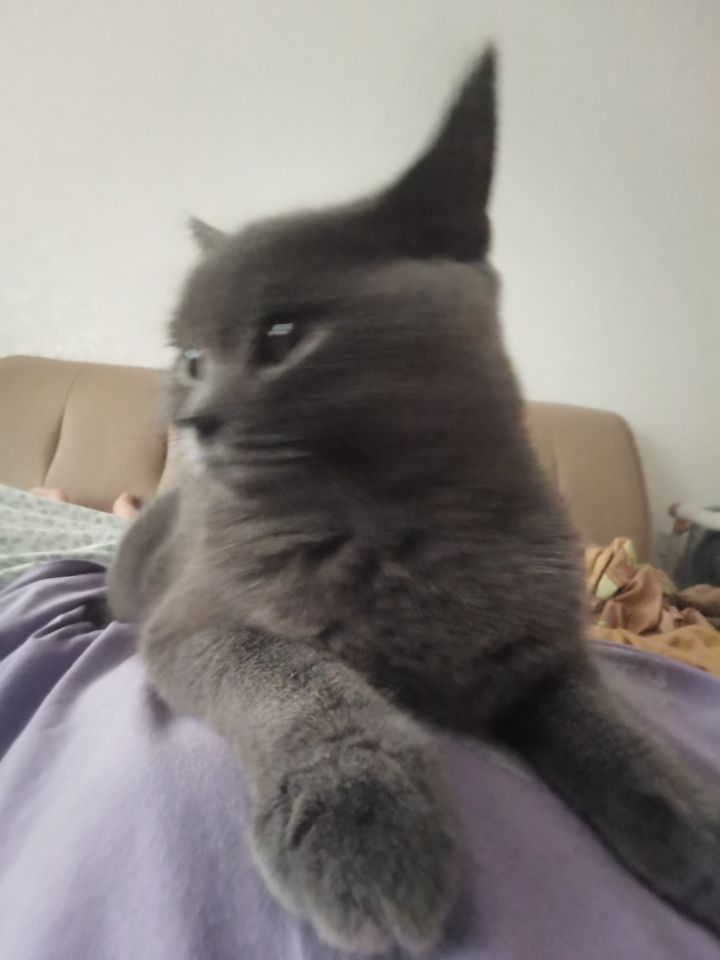 260807 妹猪