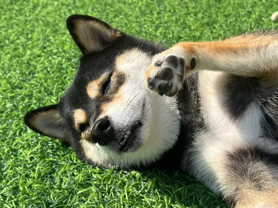 可爱崽